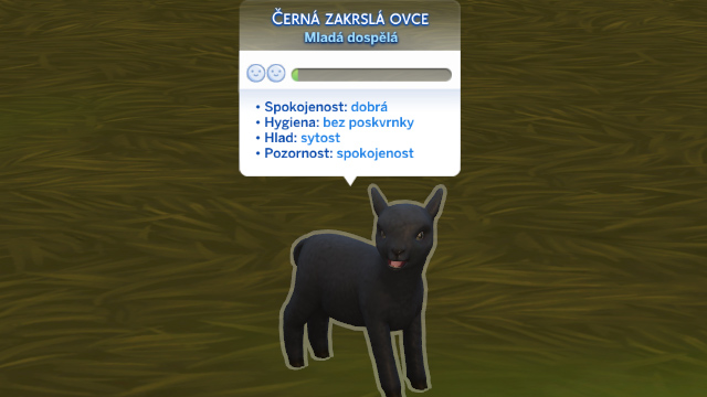 Péče o ovce Obrázek